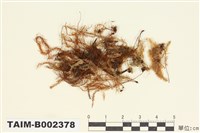 藏品(檜苔屬)的圖片